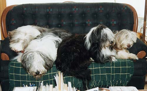 4 Beardies on the loveseat