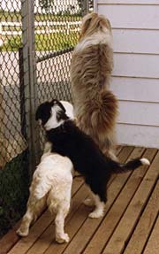 3 dogs on the deck