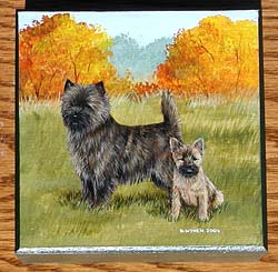 Square Box - Cairn Terrier