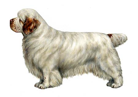 Clumber Ideal Dog