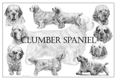 Clumber Spaniel Print