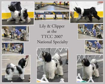 Tibetan Terrier Show Collage