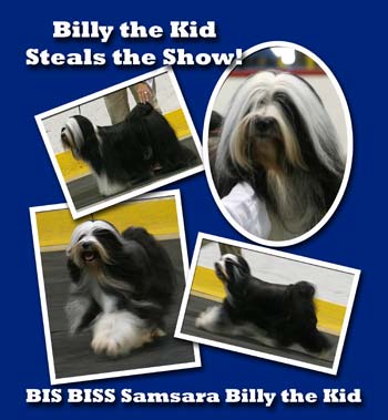 Tibetan Terrier Show Collage