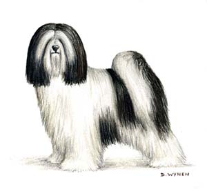 Tibetan Terrier Mixed Media