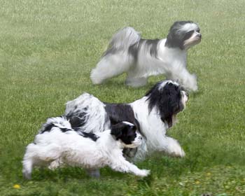 Tibetan Terrier Composite Photo