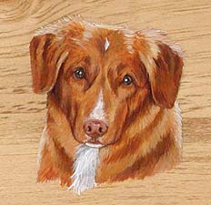 Nova Scotia Duck Tolling Retriever portrait close-up