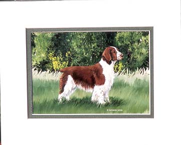 Welsh Springer Spaniel Painting