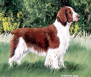 Welsh Springer Spaniel Painting Close-up