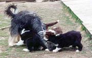 Caitlin with her pups