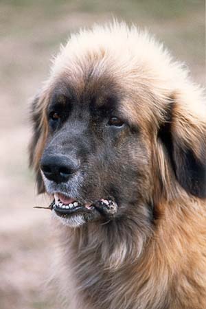 Carlin, our Leonberger