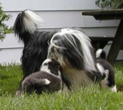 Danni with her pups