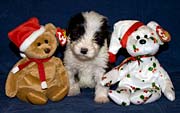 Elfie at Christmas