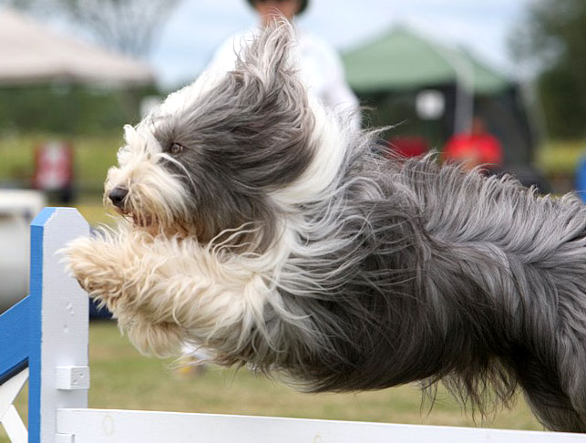 Frankie Jumping