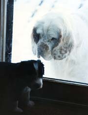 Josie and puppy