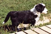 Ligier as a pup