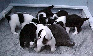 feeding time, 27 days