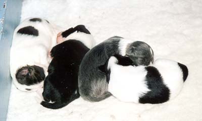 4 pups at 11 days