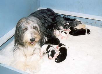 Yancey and her week old pups