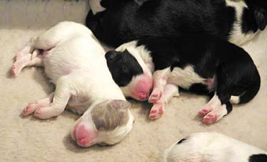2 day old pups