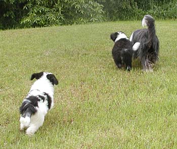 Yancey and her pups