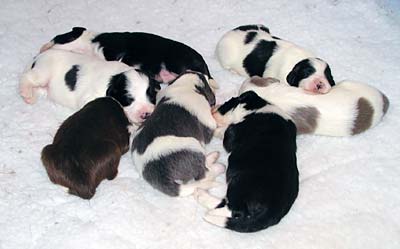 Yancey's pups