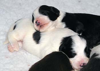 Yancey's pups