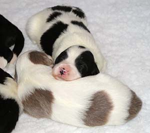 Yancey's pups