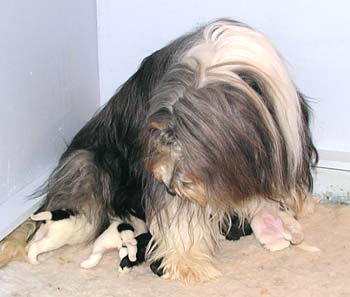 Yancey and her pups