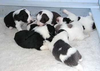 Yancey's pups