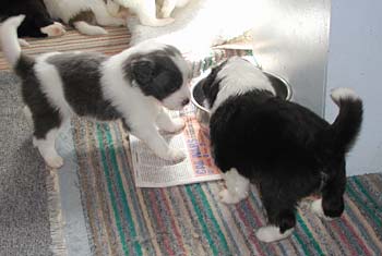 Yancey's pups