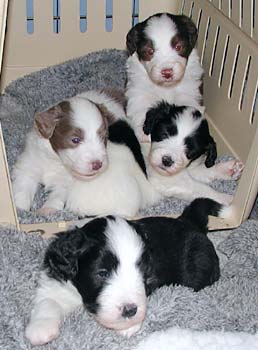 Yancey's pups