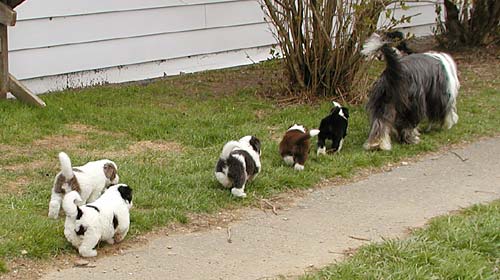 Yancey and her pups