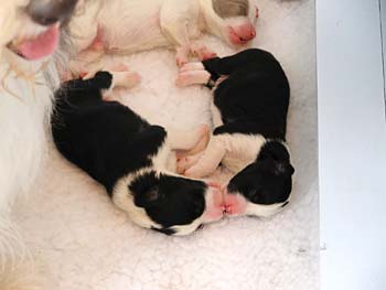 3 day old pups