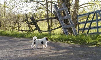 Yancey's pups