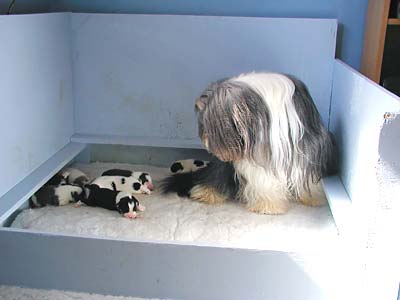 Yancey and her pups