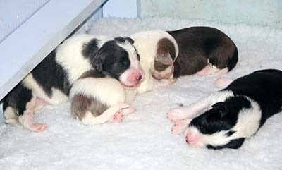 Yancey's pups