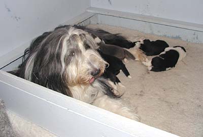 Danni and her pups