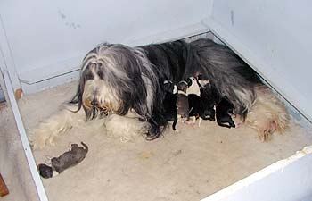 Danni with her pups