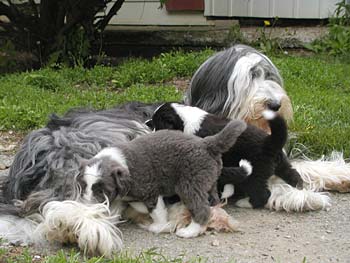 Danni and her pups