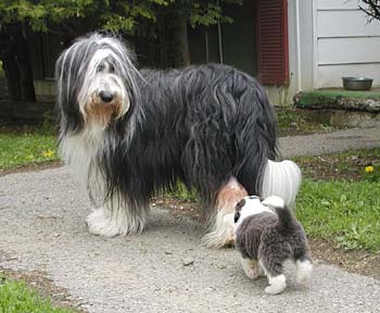 Danni and her pup