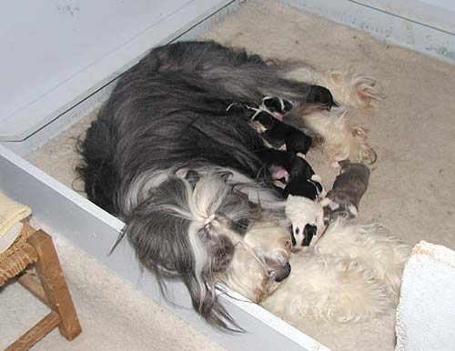 Danni and her pups