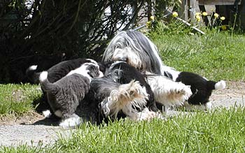 Danni and her pups