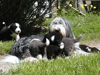 Danni and her pups