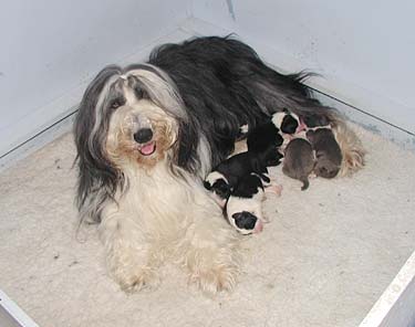 Danni and her pups