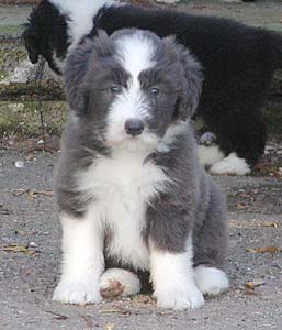 Danni's pup
