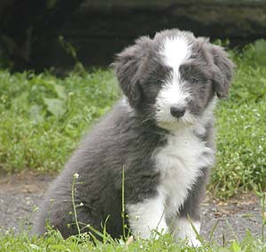 Danni x Jake pup