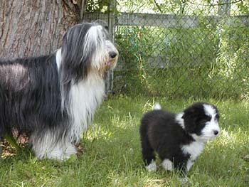 Danni and her pup