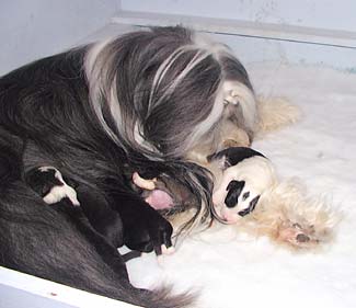 Danni and her pups