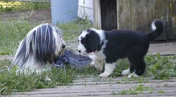 Danni and her pup