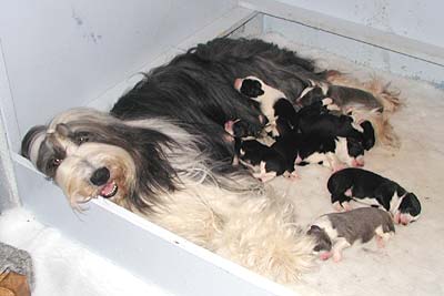 Danni and her pups